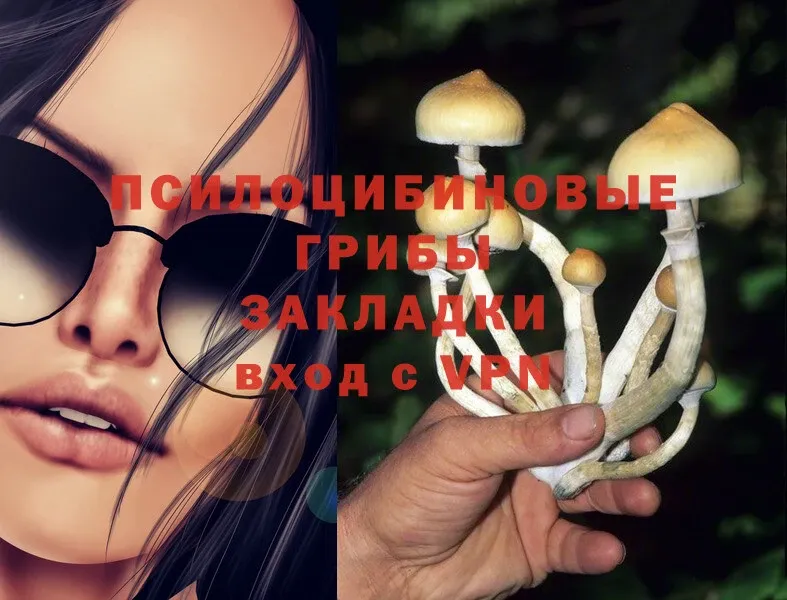 цена   Байкальск  Псилоцибиновые грибы Psilocybe 